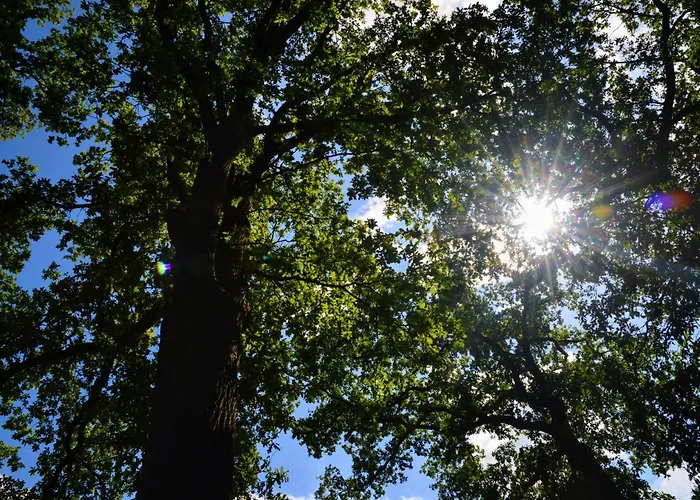 Gezellig Vakantiechalet In Bosrijke Omgeving Op De Veluwe * אפ
